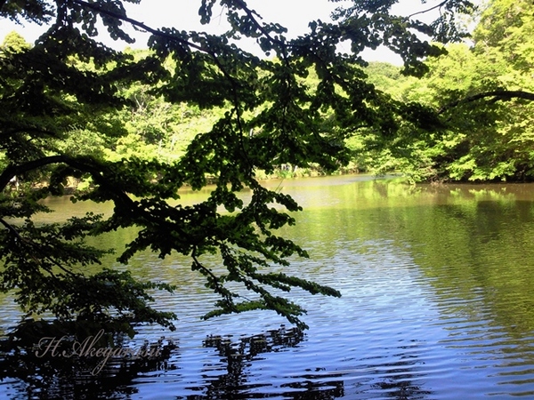 12★カツラの木と池.JPG