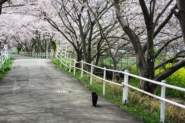 5,黒猫の花見１.JPG