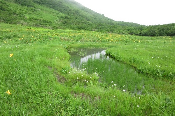 7.池塘の周りに咲くニッコウキスゲとワタスゲ.JPG