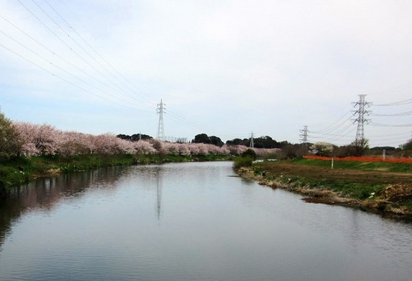 8,河畔の桜並木.jpg