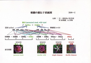 ★SS朝顔の遺伝子系統図.jpg