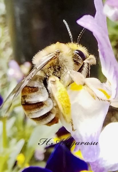 ネメシアの蜜を吸う蜂.jpg
