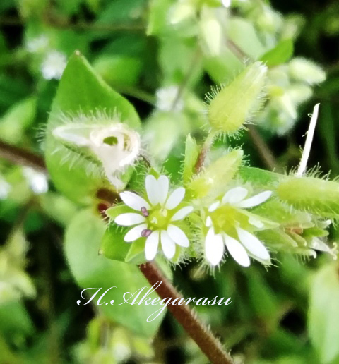 ハコベの花.jpg