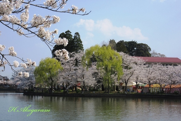 八鶴湖の桜と柳.JPG