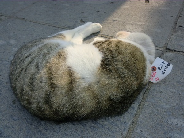 善光寺の眠り猫 ネコタン.JPG