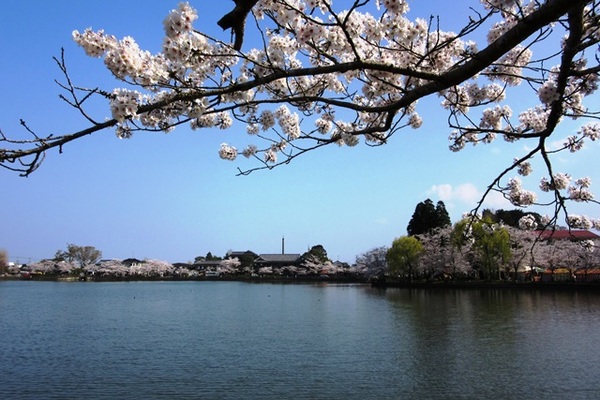 湖畔の桜.JPG