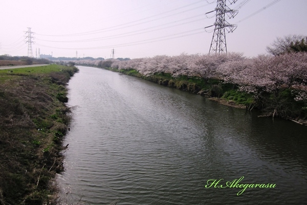 花見川の桜堤.jpg