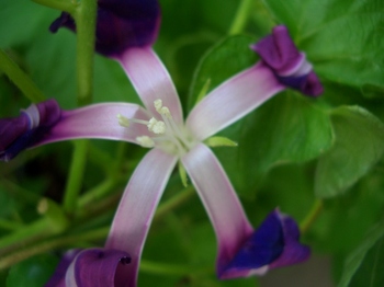 青蝉葉開かずの蕾、紫緑.JPG