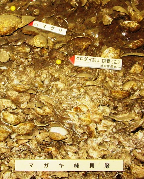 ６マガキ純貝層とクロダイ、ハマグリの骨.jpg