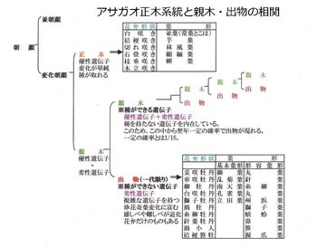 SS 遺伝子系統図ー２親木と出物の相関.jpg